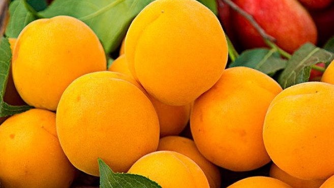 杏 蔷薇科杏属植物 搜狗百科