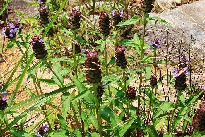 夏谷草 唇形科夏枯草属植物 搜狗百科