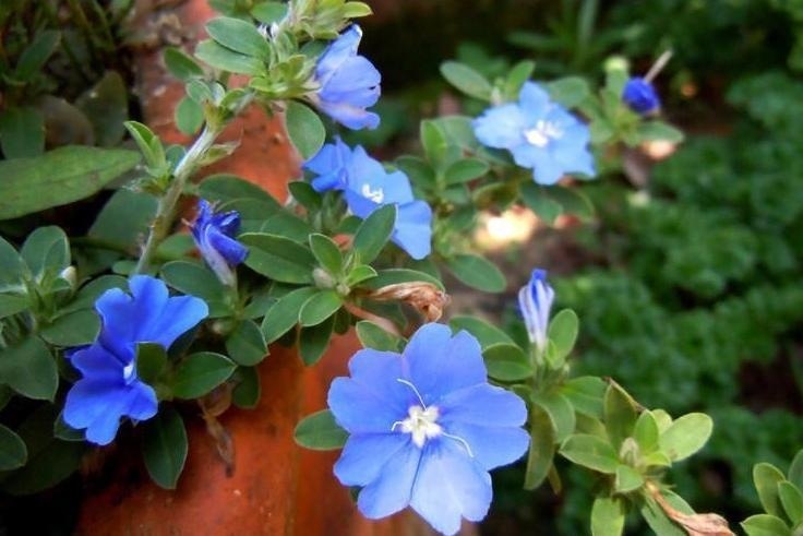 雨伞花 旋花科蓝星花属植物 搜狗百科