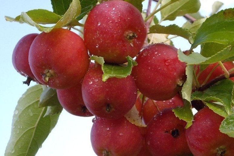 林檎 蔷薇科植物苹果的果实 搜狗百科