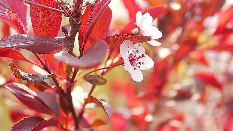 紫叶李 蔷薇科李属植物 搜狗百科