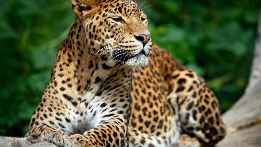豹子 猫科豹属大型肉食性动物 搜狗百科