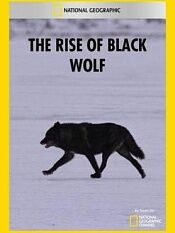 黑狼的崛起