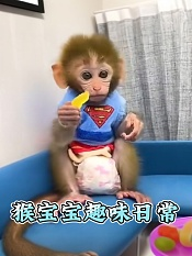 猴宝宝趣味日常