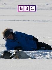 bbc冰冻星球如履薄冰