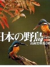 日本野生鸟