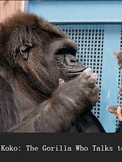 可可能和人类说话的大猩猩